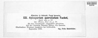 Apiosporium quercicola image